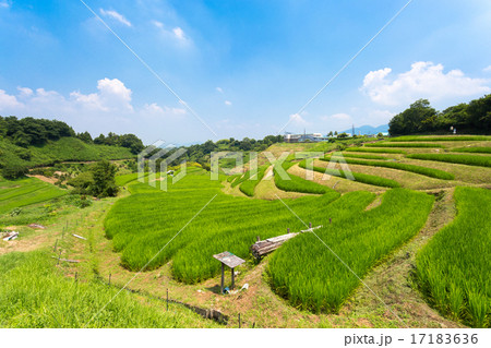 千早赤阪村の棚田 千早赤阪村の棚田 17183636