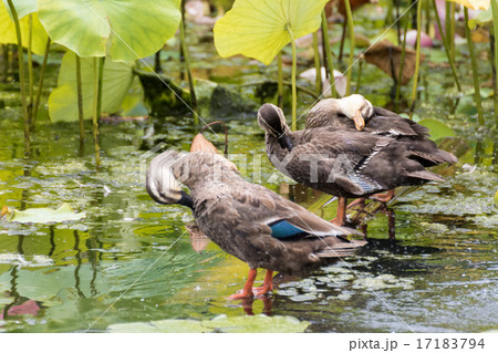カルガモ兄弟の羽繕い カルガモ兄弟の羽繕い 17183794