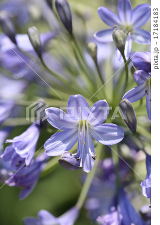 アガパンサス 17184183