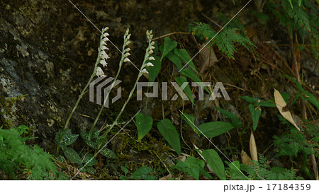 ミヤマウズラの全身 ミヤマウズラの全身 17184359