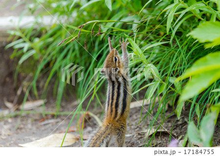 シマリス 17184755