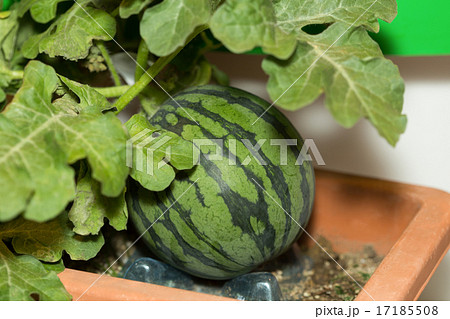 プランターのスイカ栽培 17185508
