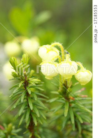 高山植物 高山植物 17185553