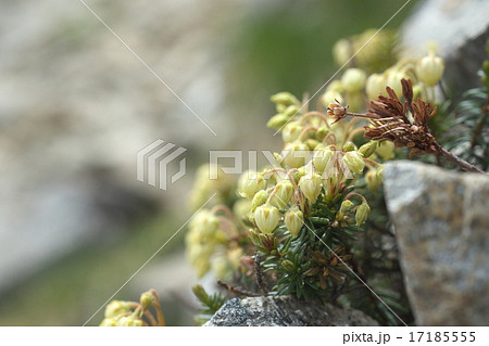 高山植物 17185555