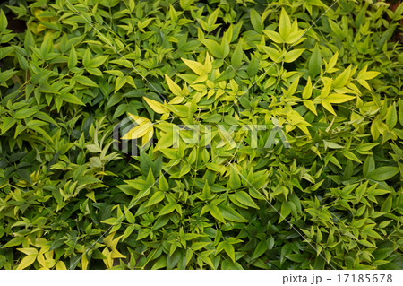 ナンテンの葉 ナンテンの葉 17185678