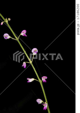 ヌスビトハギ 17186200