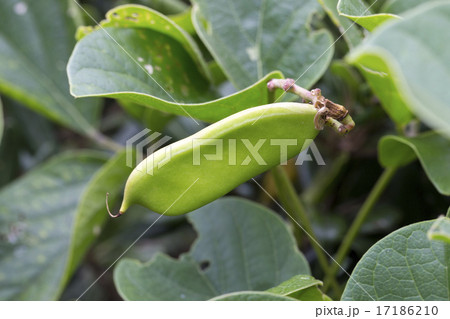 ハマナタマメ 17186210