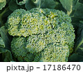 ブロッコリー 17186470