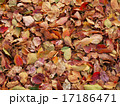 落ち葉 17186471