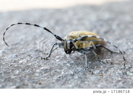 クワカミキリ クワカミキリ 17186718