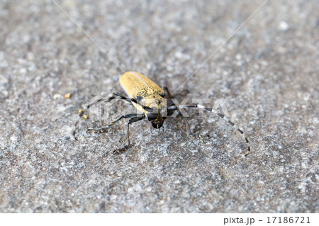 クワカミキリ 17186721