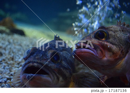 魚 魚 17187136