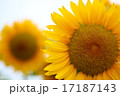 ひまわり 17187143