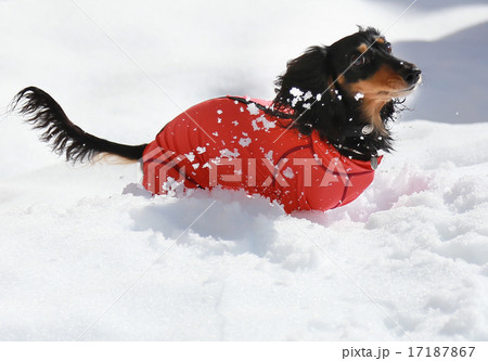 雪遊びをするダックス♪ 雪遊びをするダックス♪ 17187867
