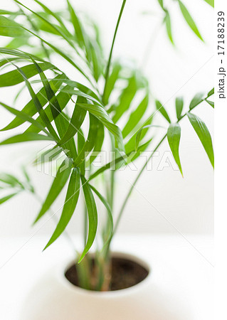 観葉植物 観葉植物 17188239