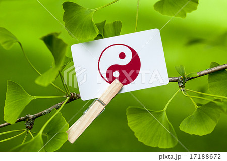 The Yin & Yang Sign in a Ginkgo Tree The Yin & Yang Sign in a Ginkgo Tree 17188672