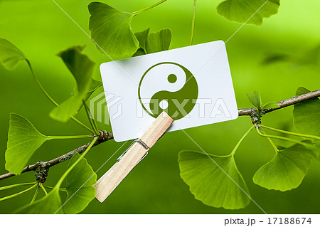 The Yin & Yang Sign in a Ginkgo Tree The Yin & Yang Sign in a Ginkgo Tree 17188674