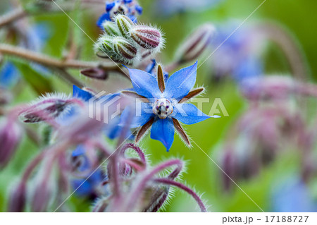 The herb Borage (Borago officinalis) 17188727