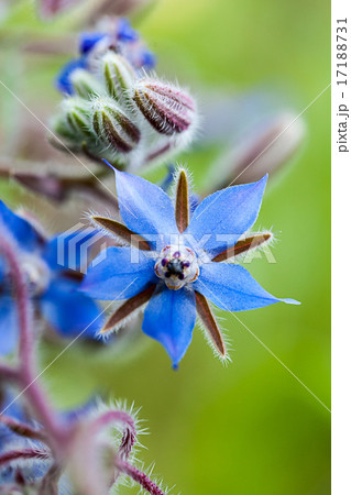 The herb Borage (Borago officinalis) 17188731