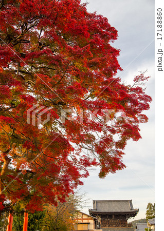 清凉寺門前、楓の巨木 17188860