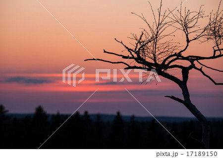 Small tree silhouette after sunset 17189150