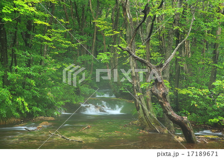 秋田県にかほ市 中島台レクリエーションの森 獅子ヶ鼻湿原 鳥海マリモ 秋田県にかほ市 中島台レクリエーションの森 獅子ヶ鼻湿原 鳥海マリモ 17189671