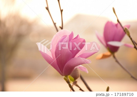 美しい人のような花 17189710