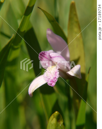 トキソウ 17189734