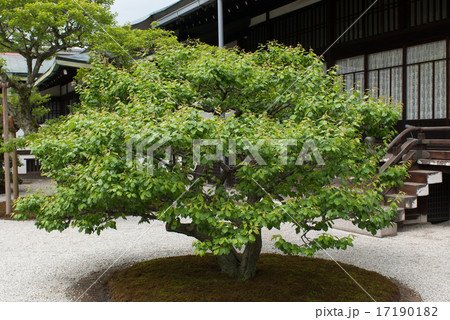 京都大宮御所御常御殿　南庭の白梅 17190182