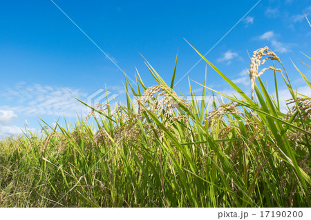 「あきたこまち」の稲穂1 「あきたこまち」の稲穂1 17190200