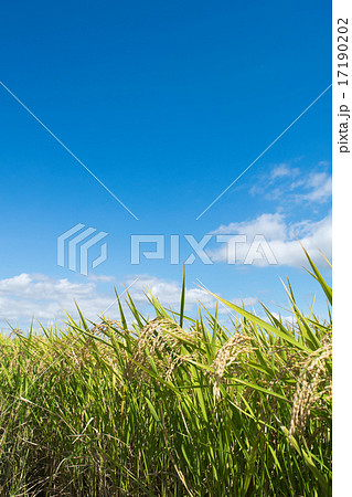 「あきたこまち」の稲穂3 「あきたこまち」の稲穂3 17190202