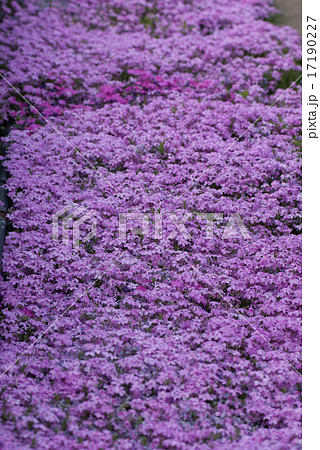 鳥羽の芝桜 鳥羽の芝桜 17190227