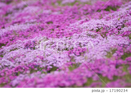 鳥羽の芝桜 鳥羽の芝桜 17190234