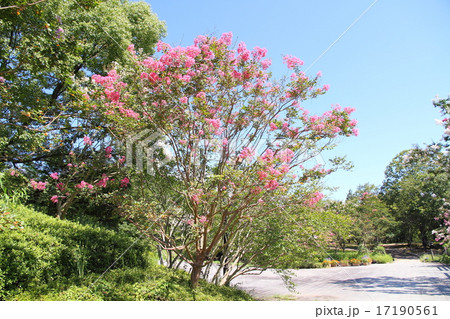 サルスベリの花 サルスベリの花 17190561