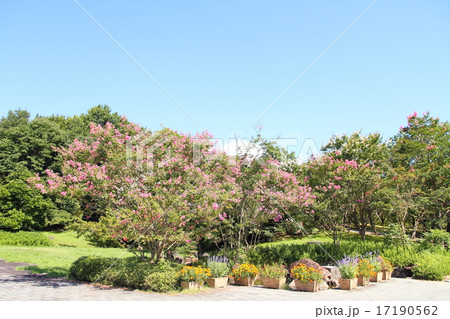 サルスベリの花 17190562