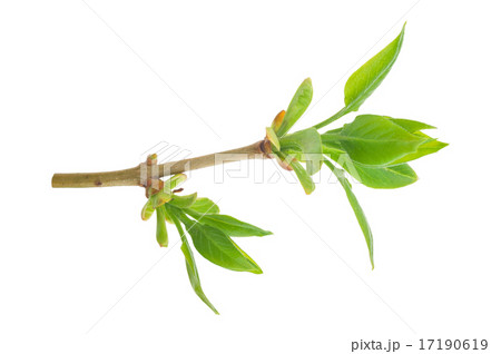 Spring buds. Lilac Spring buds. Lilac 17190619