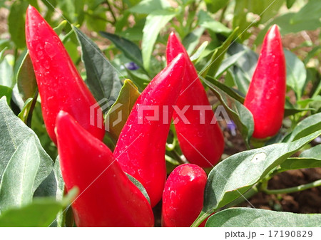 観賞用トウガラシ 17190829