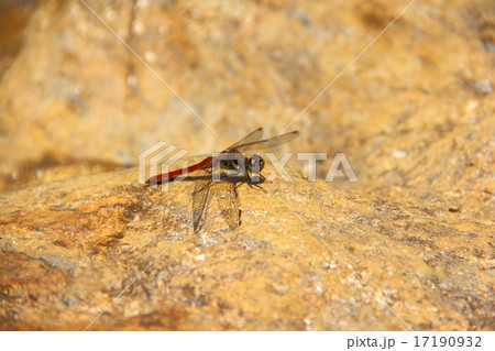 赤トンボ 赤トンボ 17190932