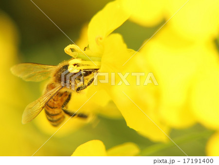 Bee on yellow flower Bee on yellow flower 17191400