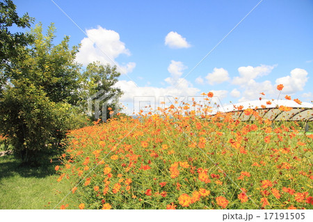 キバナコスモスの花 キバナコスモスの花 17191505