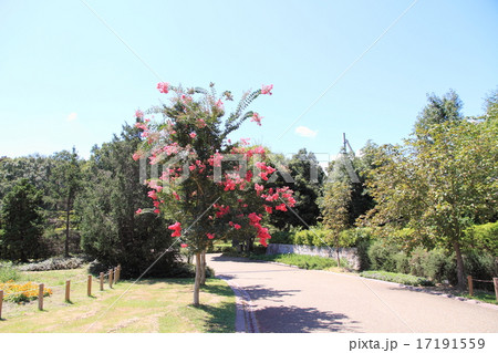 サルスベリの花 サルスベリの花 17191559