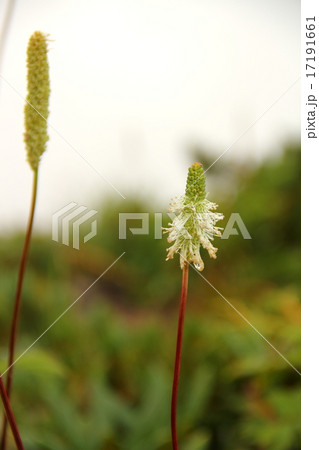 タカネトウウチソウ タカネトウウチソウ 17191661