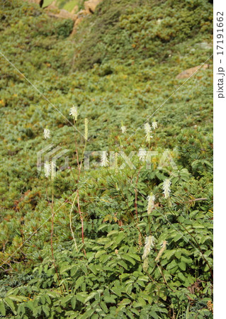 タカネトウウチソウ タカネトウウチソウ 17191662