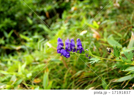 トリカブト 17191837