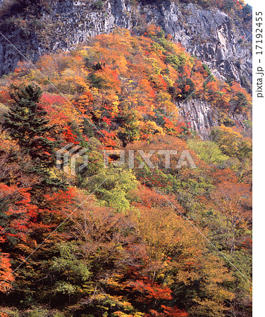 香落渓 こおちだに 小太郎岩の紅葉 青蓮寺川上流 日本百景 室生赤目青山国定公園 の写真素材