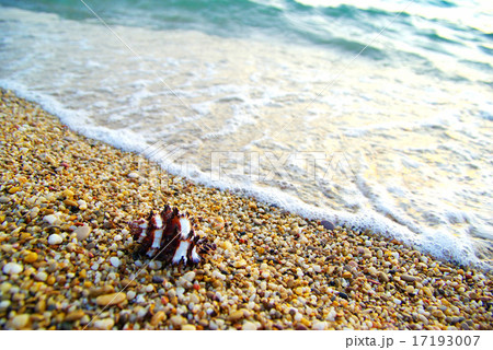shell on beach shell on beach 17193007