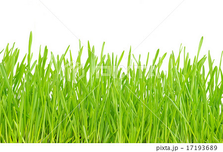 green grass 17193689