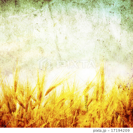 wheat wheat 17194209