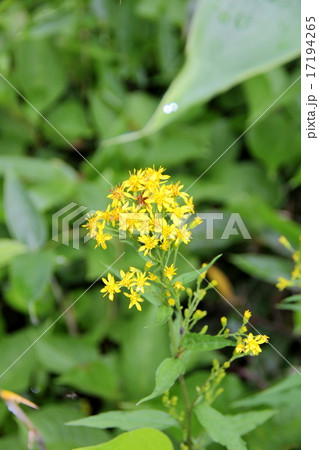 ミヤマアキノキリンソウ 17194265