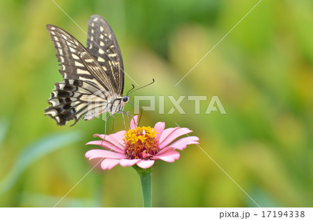 アゲハ蝶 17194338